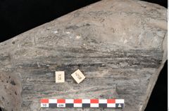 Foto (Detailansicht) von Gleichinites austriacus Ettingshausen (NHMW-GEO-2024-0188-10528)